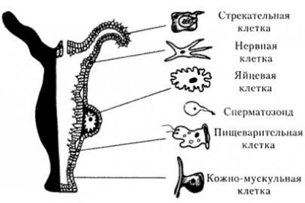 Кракен вывод средств