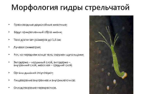Кракен зеркало рабочее на сегодня krakenat2krnkrnk com
